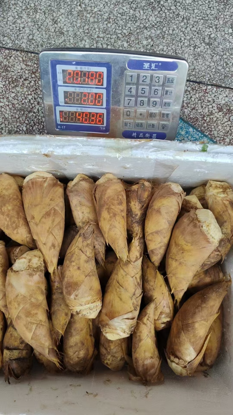 湖南永州冬笋，深山鲜采，脆嫩爽口，产地直供