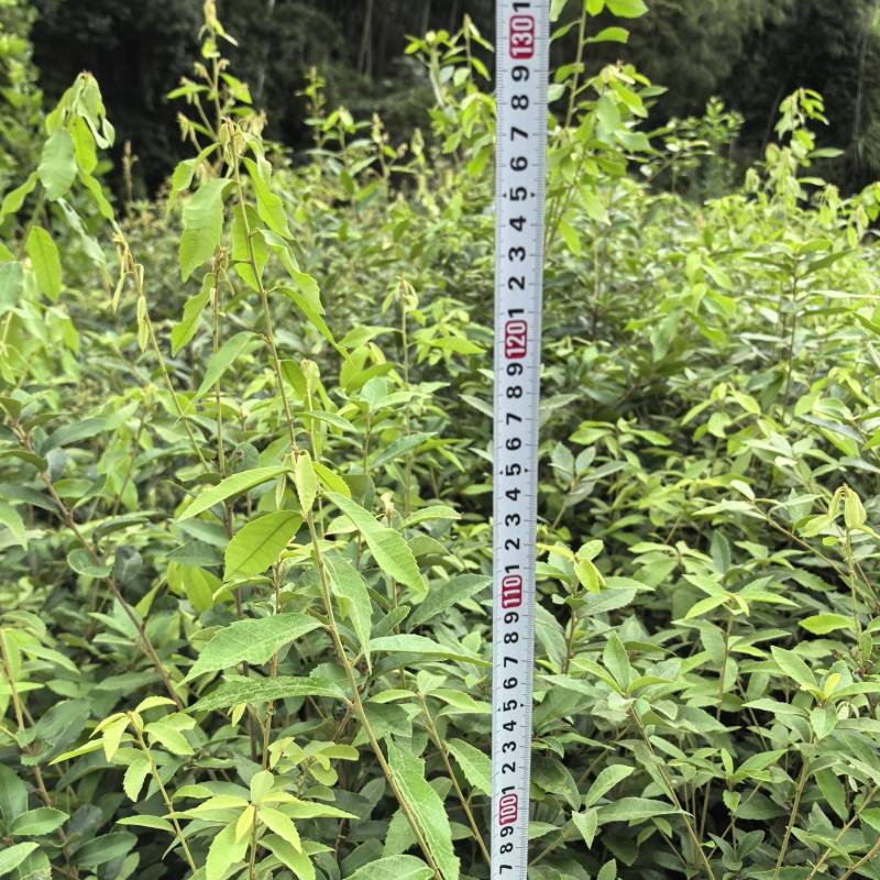 赤皮青冈苗，赤皮青冈容器苗基地！
