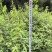 赤皮青冈苗，赤皮青冈容器苗基地！