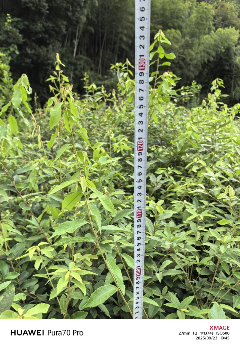 赤皮青冈苗，赤皮青冈容器苗基地！