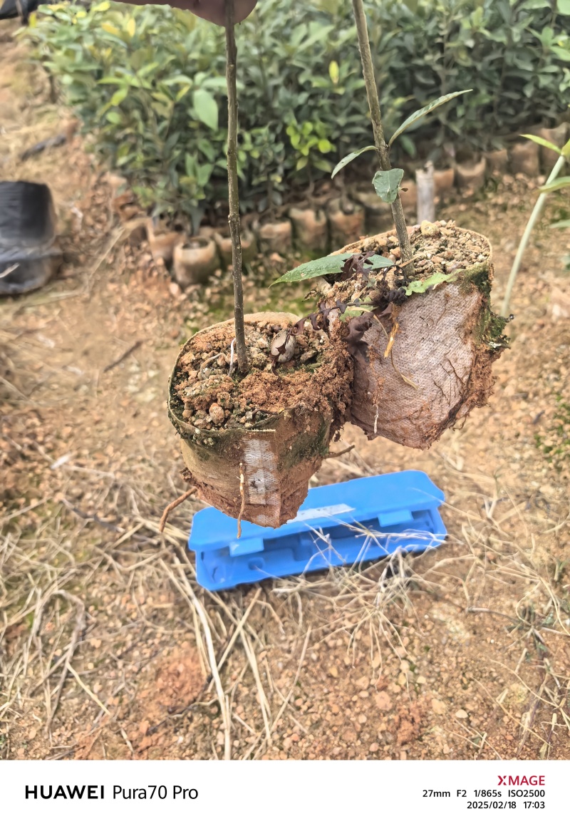 赤皮青冈苗，赤皮青冈容器苗基地！
