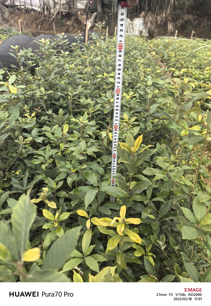 赤皮青冈苗，赤皮青冈容器苗基地！