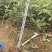 赤皮青冈苗，赤皮青冈容器苗基地！
