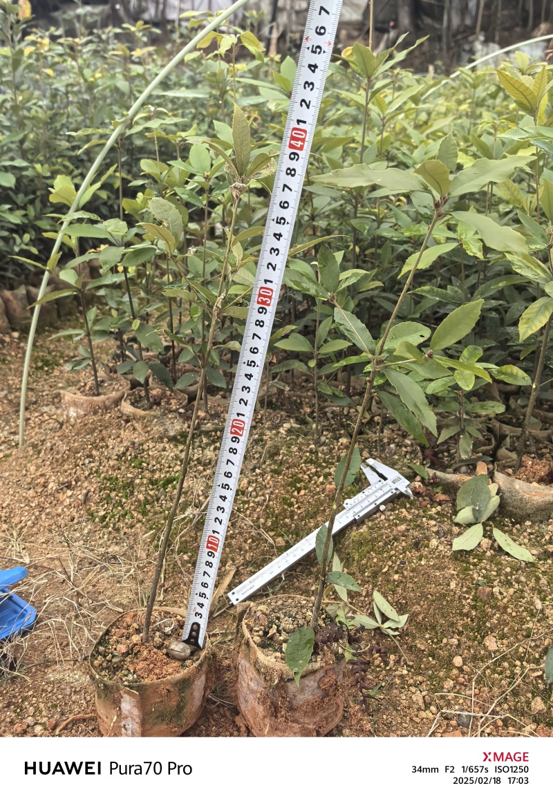 赤皮青冈苗，赤皮青冈容器苗基地！