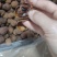 .广西博白鸡嘴荔枝干无硫材火烤软糯香甜批发零售