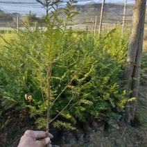 红豆杉苗，红豆杉容器苗基地