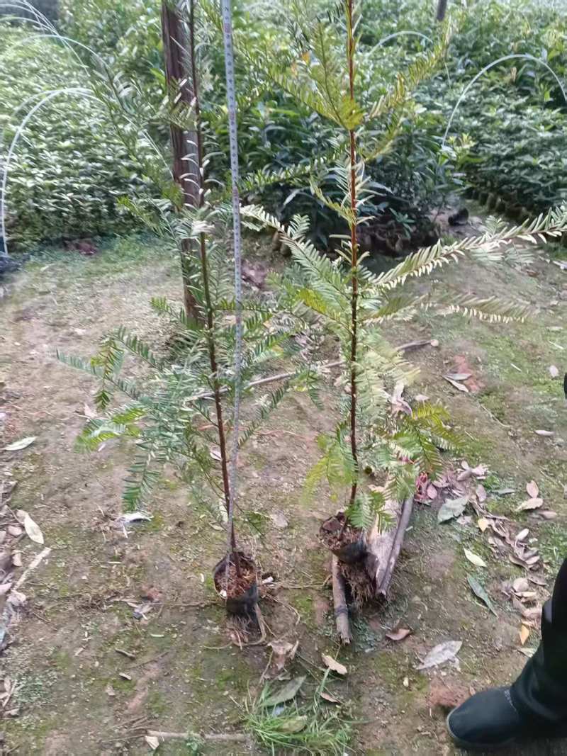 红豆杉苗，红豆杉容器苗基地