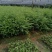 红豆杉苗，红豆杉容器苗基地