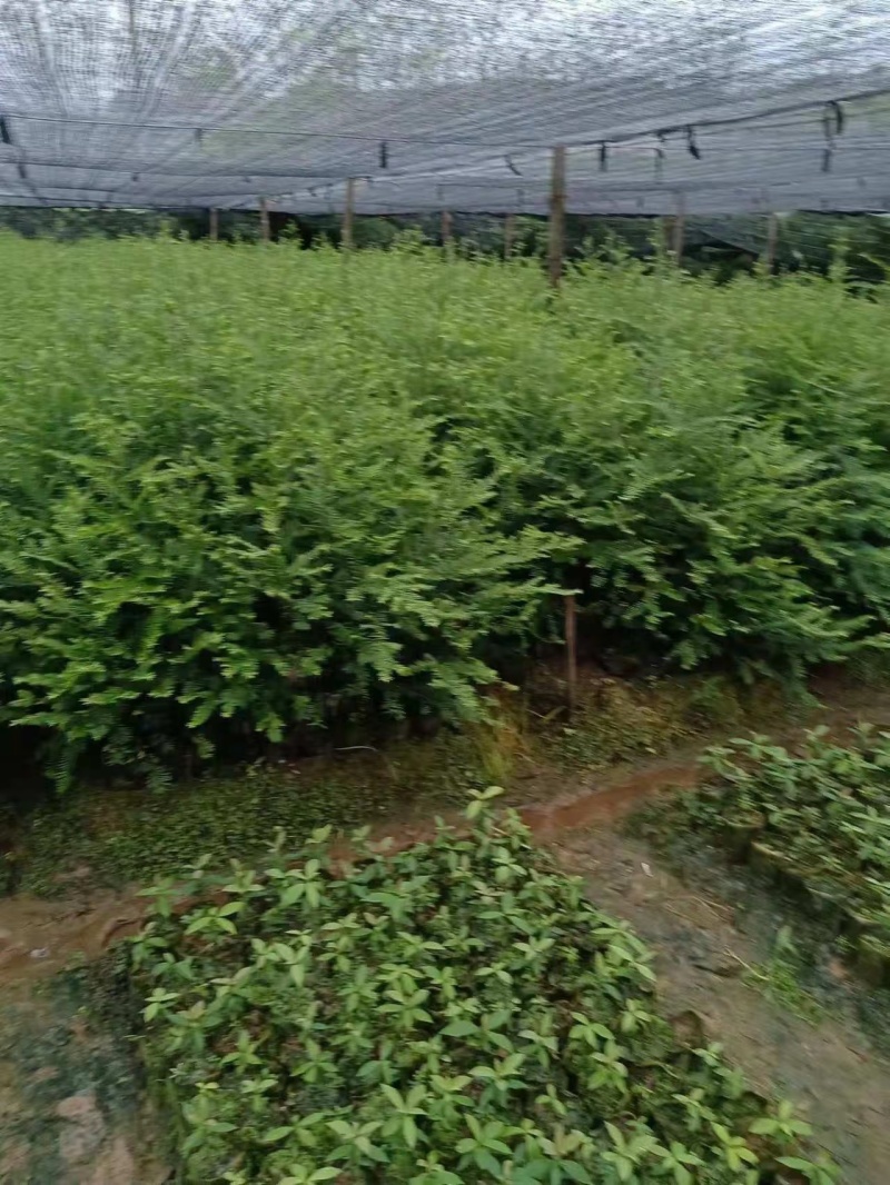 红豆杉苗，红豆杉容器苗基地