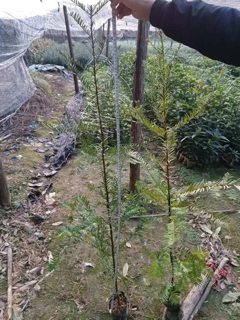 红豆杉苗，红豆杉容器苗基地