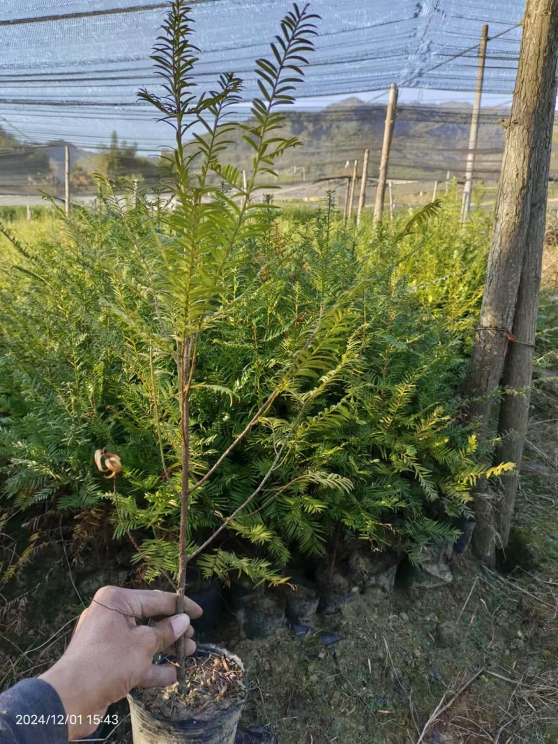 红豆杉苗，红豆杉容器苗基地