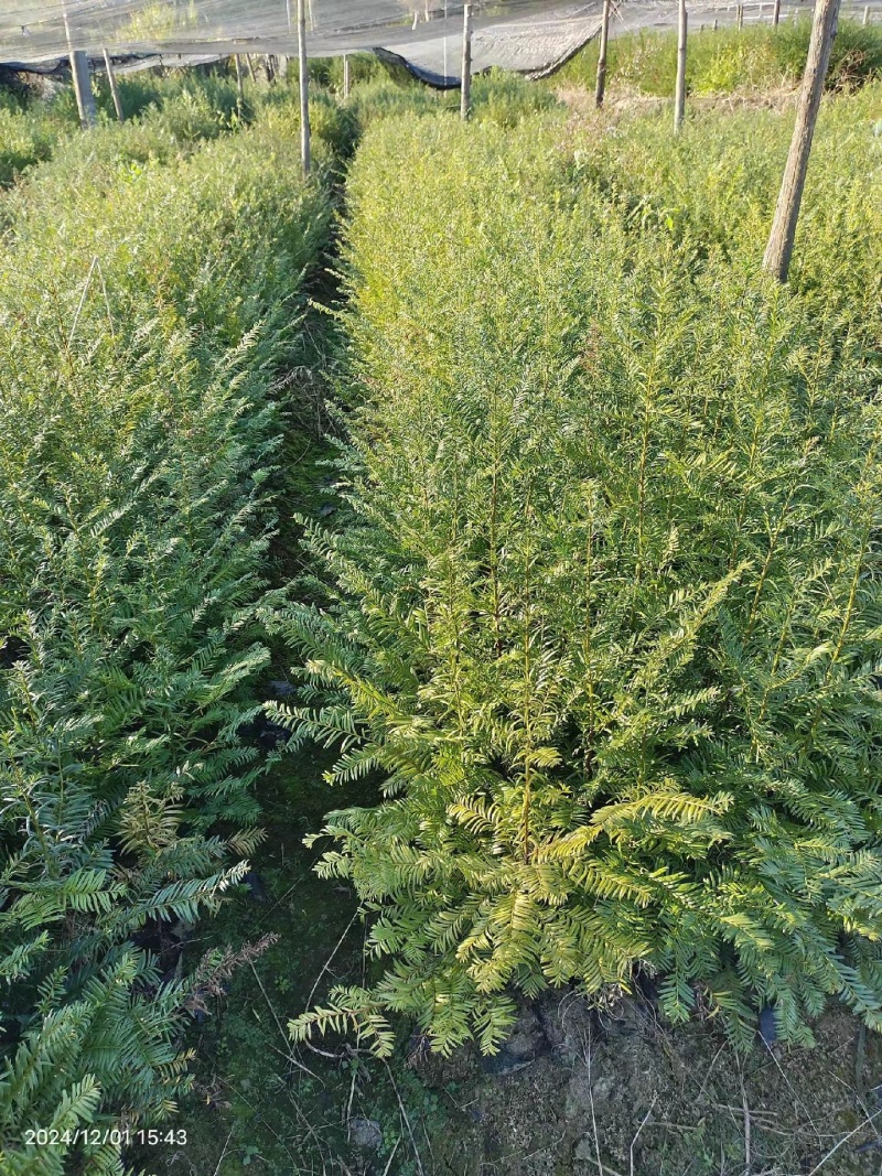 红豆杉苗，红豆杉容器苗基地