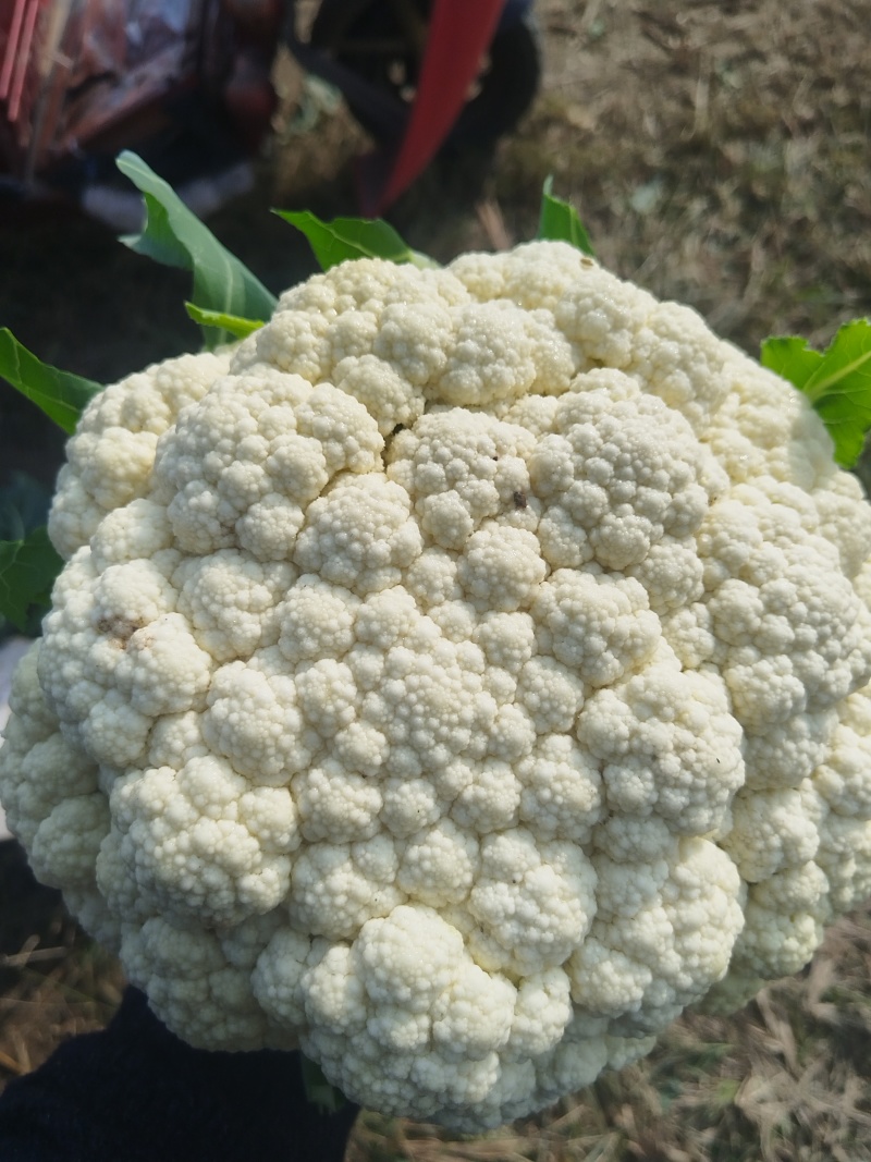 有机花菜