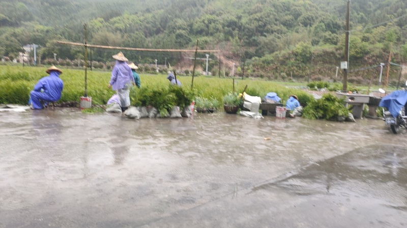福建柏苗，福建柏容器苗基地，诚信经营，量大从优，欢迎来电