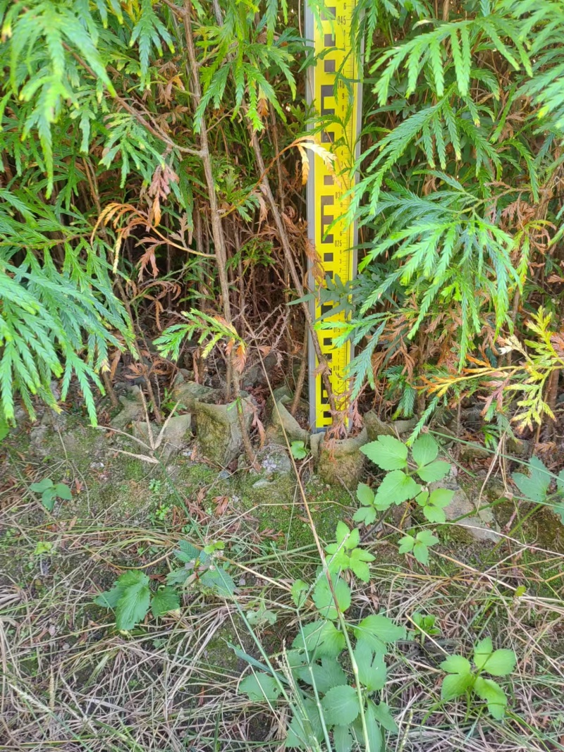 福建柏苗，福建柏容器苗基地，诚信经营，量大从优，欢迎来电