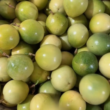 钦蜜9号百香果10000亩果园每天新鲜现发