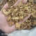 苍术有朱砂点的正品保证规格齐全大货供应