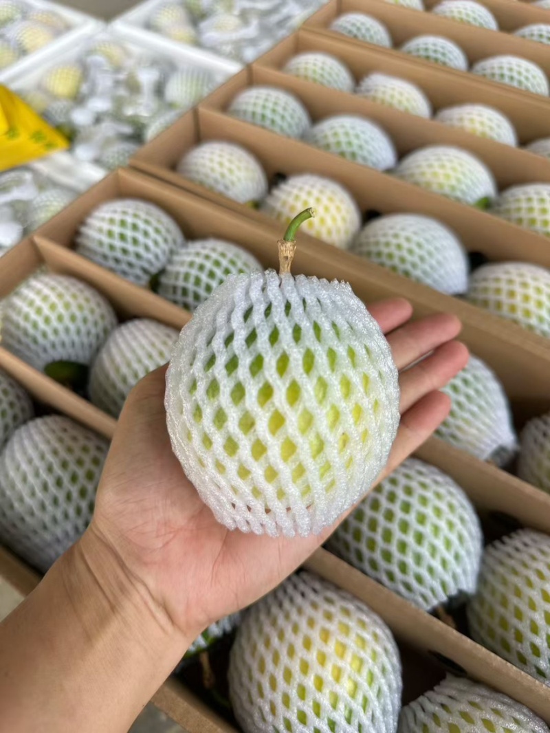 钦蜜9号百香果10000亩果园每天新鲜现发
