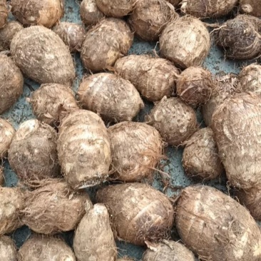 山东红芽芋头豆包芋头牛奶芋头货源充足全国发货保质保量