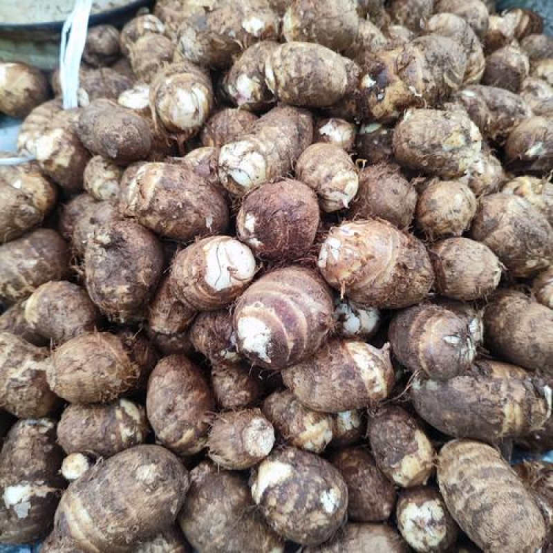 山东红芽芋头豆包芋头牛奶芋头货源充足全国发货保质保量