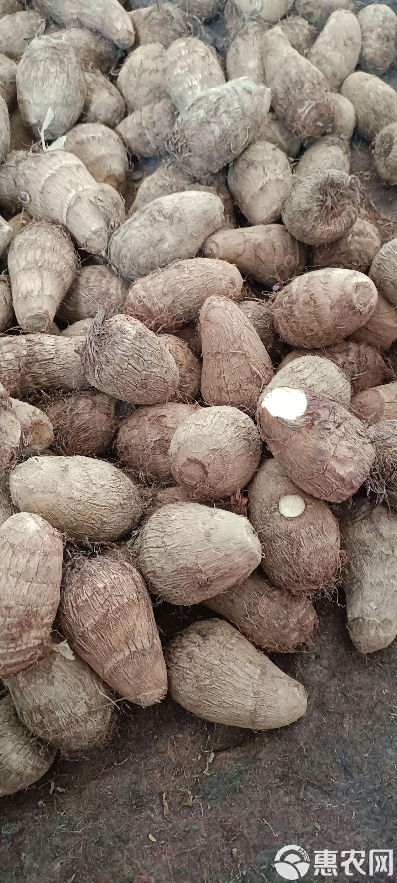 山东红芽芋头豆包芋头牛奶芋头货源充足全国发货保质保量