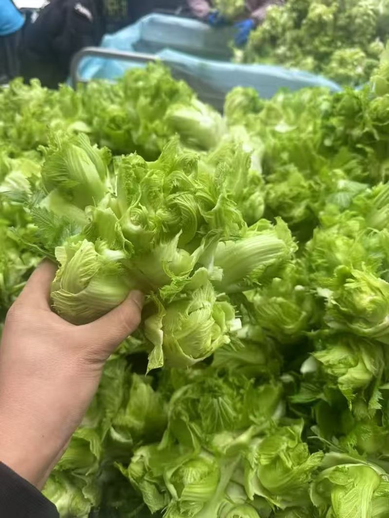 砀山儿菜产地直供支持商超电商社区团购企业采购