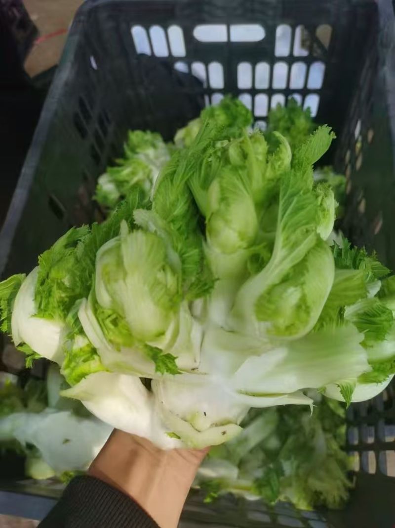 砀山儿菜产地直供支持商超电商社区团购企业采购