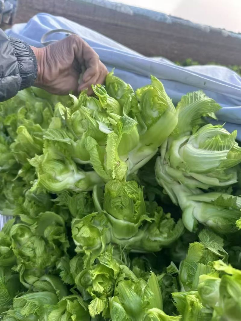 砀山儿菜产地直供支持商超电商社区团购企业采购
