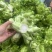 砀山儿菜产地直供支持商超电商社区团购企业采购