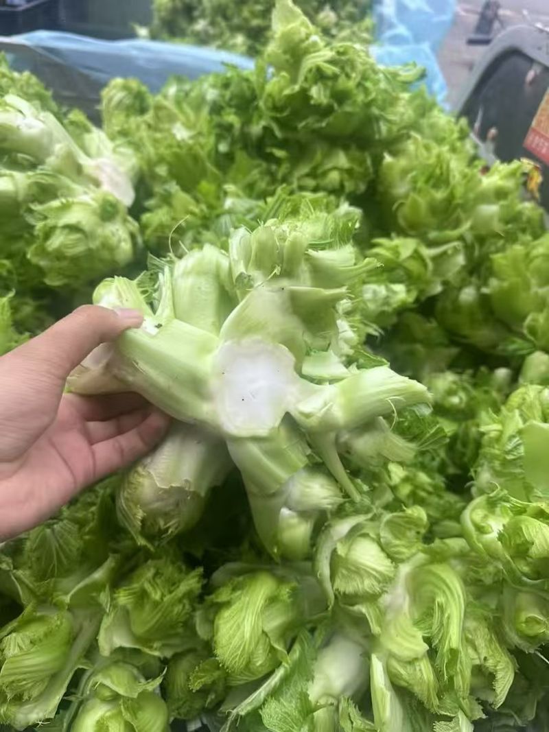 砀山儿菜产地直供支持商超电商社区团购企业采购