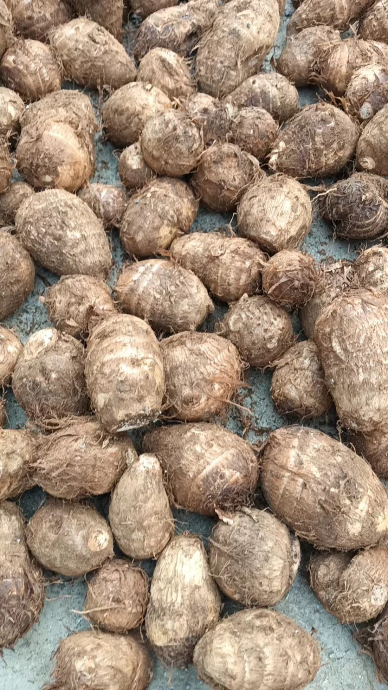 山东芋头8520芋头豆包芋头全国发货保质保量坏烂包赔