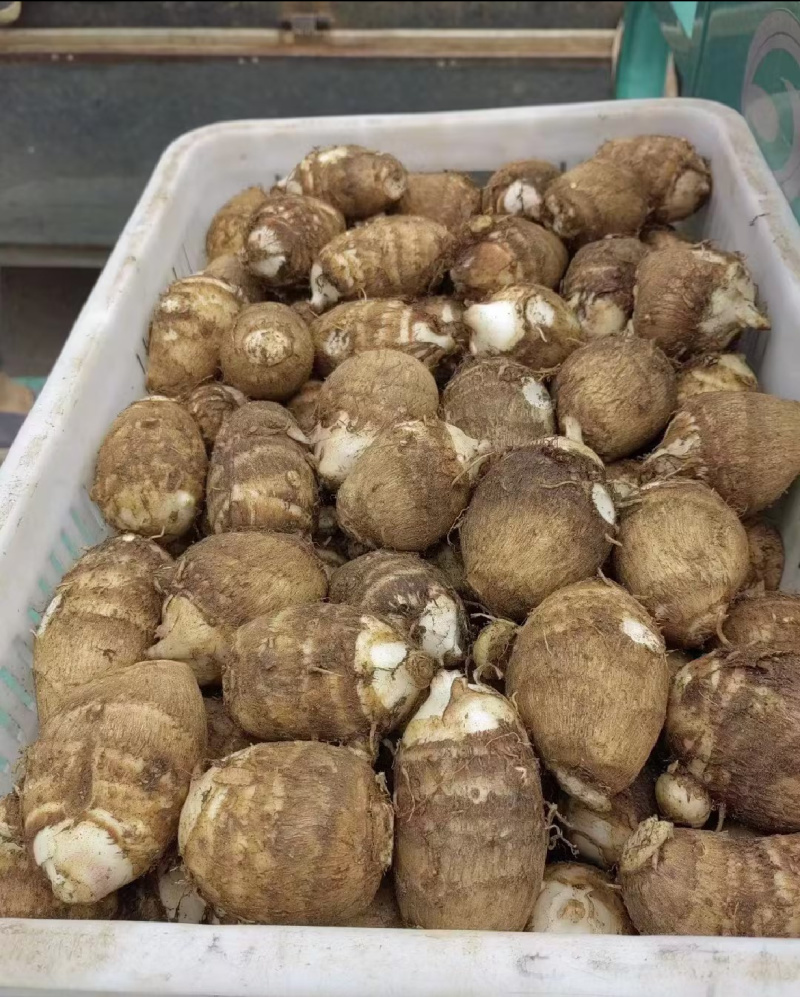 山东芋头8520芋头牛奶芋头货源充足保质保量全国发货