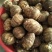山东芋头8520芋头豆包芋头牛奶芋头货源充足保质保量