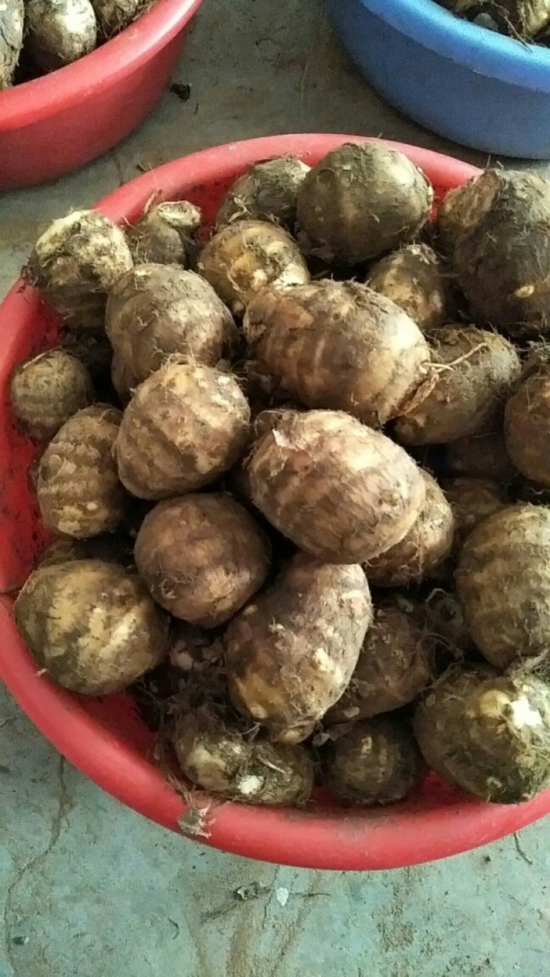 山东芋头8520芋头豆包芋头牛奶芋头货源充足保质保量
