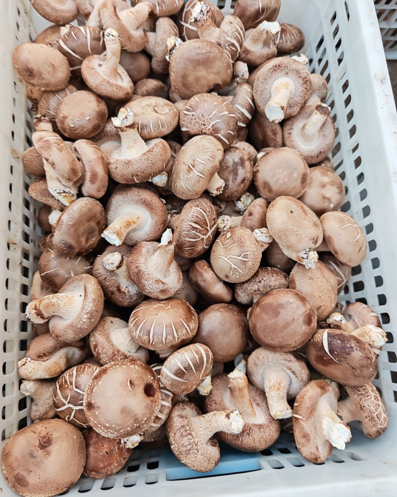 汇通香菇，汇通鲜香菇，对接商超档口，一件代发，价格便宜
