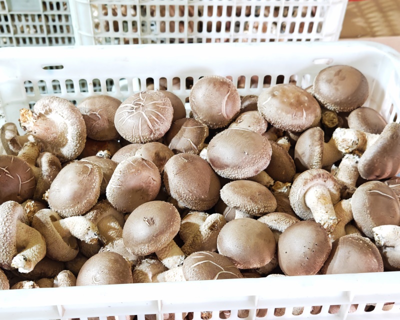 汇通香菇，汇通鲜香菇，对接商超档口，一件代发，价格便宜