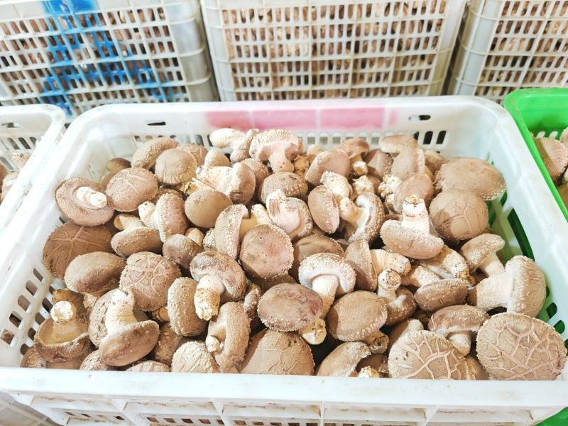 汇通香菇，汇通鲜香菇，对接商超档口，一件代发，价格便宜