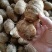 山东豆包芋头红芽芋头8520芋头货源充足保质保量全国发货