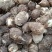 山东豆包芋头红芽芋头8520芋头货源充足保质保量全国发货