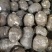 山东豆包芋头红芽芋头8520芋头货源充足保质保量全国发货