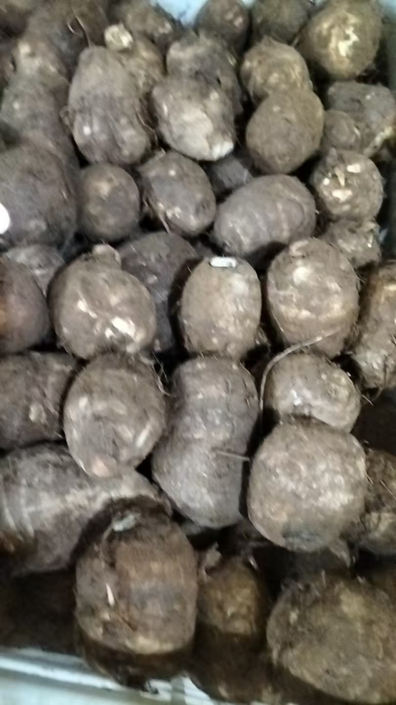 山东豆包芋头红芽芋头8520芋头货源充足保质保量全国发货