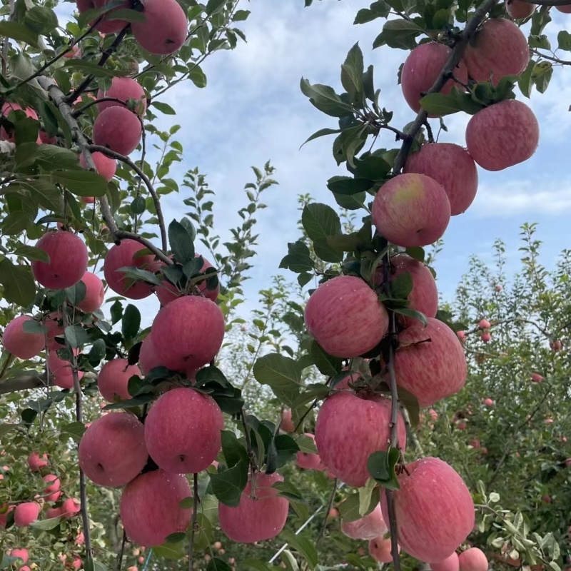 众成三号条纹富士苹果苗品种纯真现起现发货成活率高