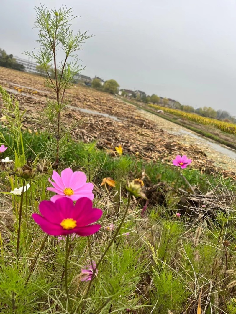 扬州宝应宽叶靖江云南本地茨菇白茨菇青茨菇紫茨菇