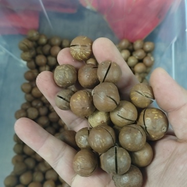 夏威夷果新果干货对接电商地摊欢迎咨询优惠多多