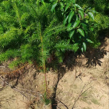 杉木苗，奉新县邹家苗圃基地大量供应大小不等的杉木
