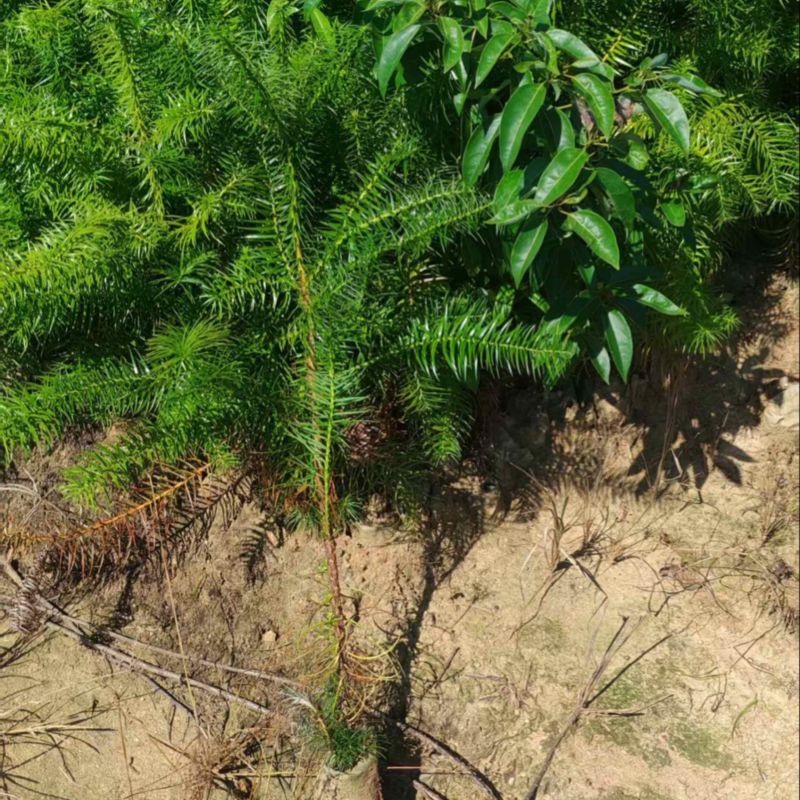 杉木苗，奉新县邹家苗圃基地大量供应大小不等的杉木