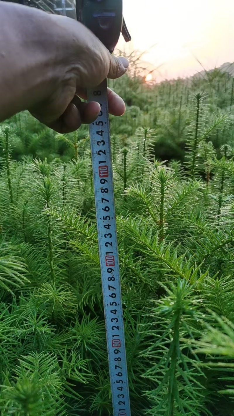 杉木苗，奉新县邹家苗圃基地大量供应大小不等的杉木