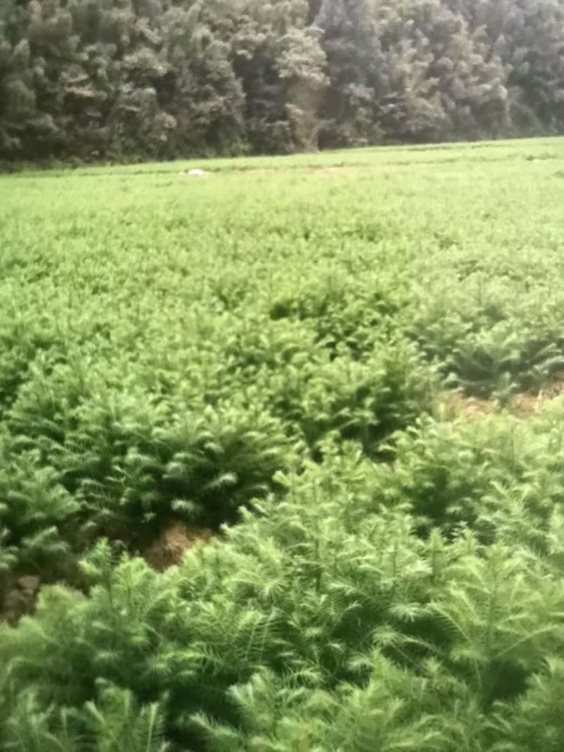 杉木苗，奉新县邹家苗圃基地大量供应大小不等的杉木
