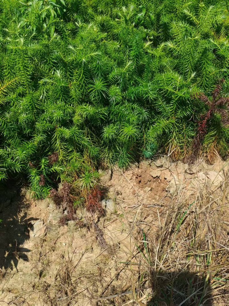 杉木苗，奉新县邹家苗圃基地大量供应大小不等的杉木