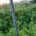 杉木苗，奉新县邹家苗圃基地大量供应大小不等的杉木